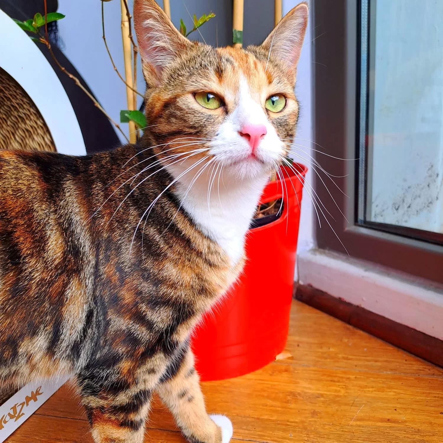 Why Are Male Calico Cats So Rare? Cats of Cape Town